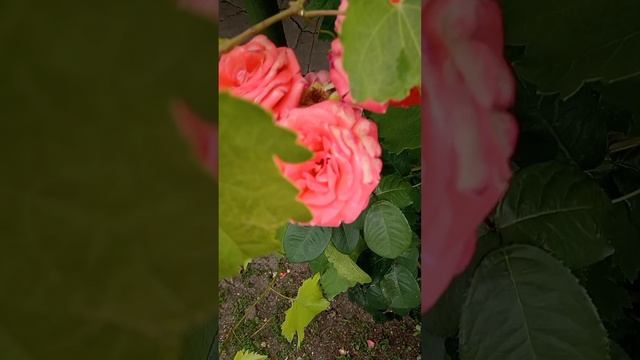 13 июня.