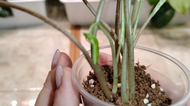ИЗЛИШКИ МОИХ КОМНАТНЫХ РАСТЕНИЙ НА ПРОДАЖУ