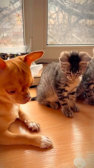 Мой маленький малыш Свити❤️#собака #чихуахуа #любовь #животные