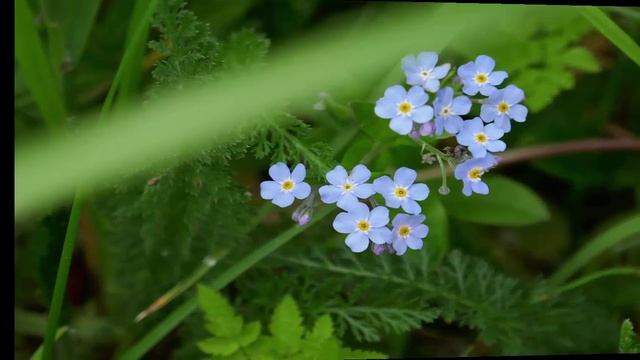 Луговые цветы Архыза_31.05.2025