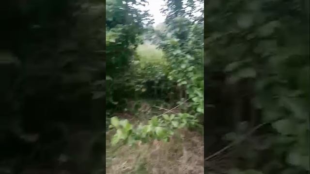 1000034557.mp4