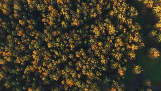 Вы не поверите, что это не компьютерная графика! - Celebration -- Scott Holmes Music -- Indie-Pop +