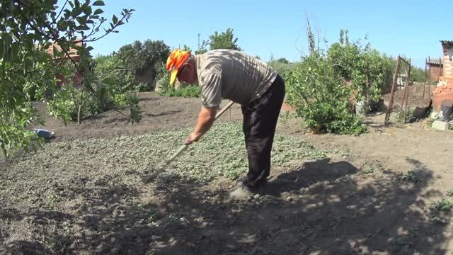 ЖИВЕМ В ДЕРЕВНЕ!!ПРОПОЛОЛ КАРТОШКУ!!...УМЕЮ ПОЛОТЬ ЛУК,А КАРТОШКУ ПОЛОТЬ НЕ УМЕЮ...