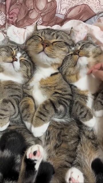 Хоровое мурчание😍