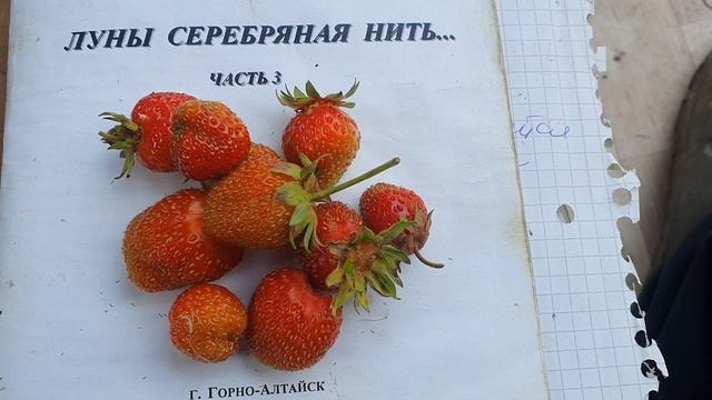Ягидки-малюки
