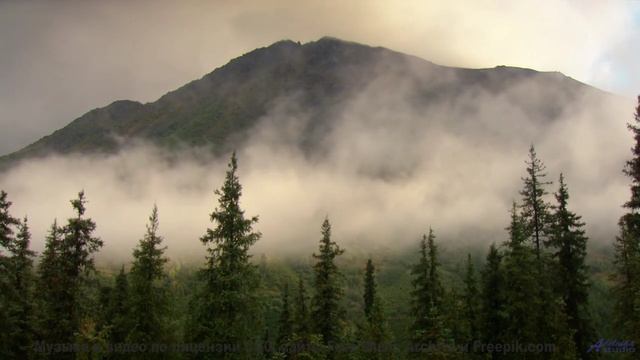 Леса звучат как гимн свободе вместе с этим треком - Rain _ Sleep _ Meditation -- HoliznaCC0 -- Space