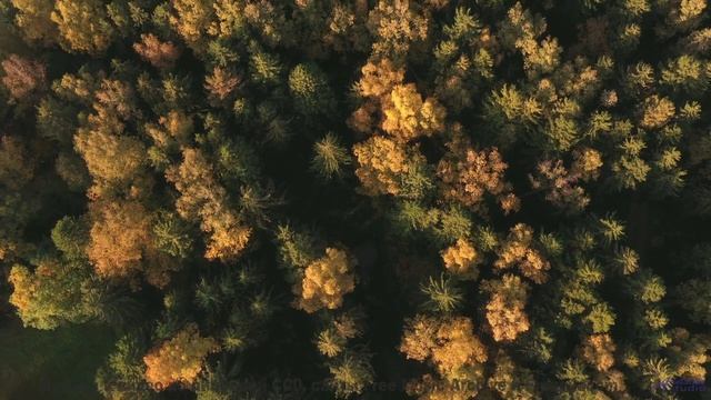 Леса и поля под этот трек - взрыв ощущений - Made Me Think of You -- LOPKERJO -- FATE