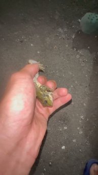 Тренер и ЛЯГУШКА!😁