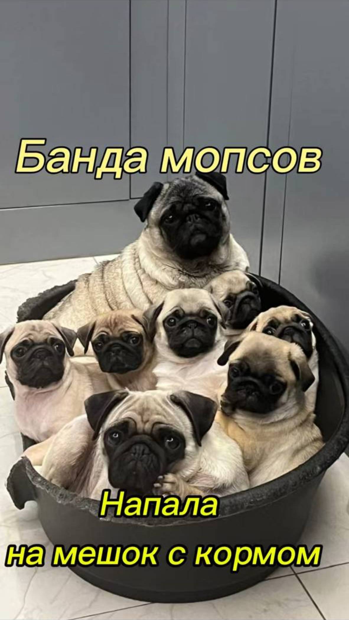 Банда мопсов напала на продовольственный склад