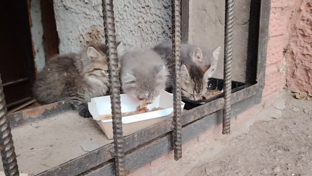 В ВЯТСКИХ ПОЛЯНАХ НАЙДЕНЫ КОТЯТА, НУЖДАЮЩИЕСЯ В ПОМОЩИ