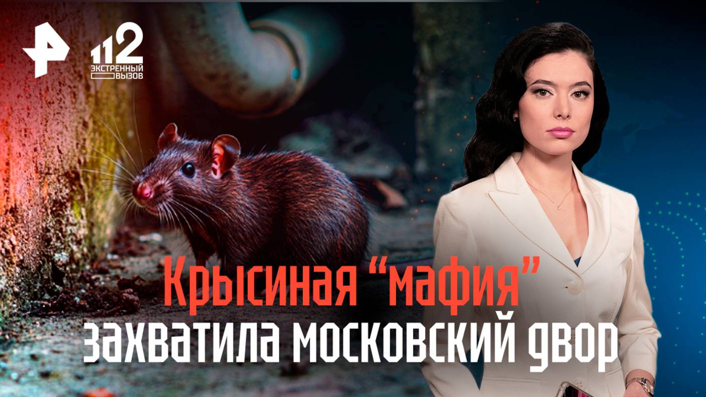 Жители московского двора ищут управу на крысиную "мафию", захватившую улицу