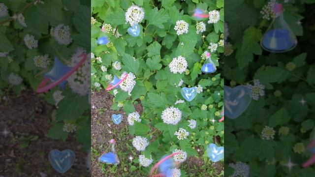 Цветы Нескучные Цветы