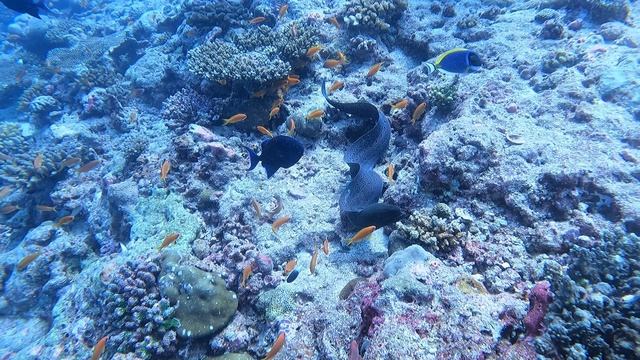 Мурена охотится. Мальдивы 2023 Moray eel hunting. Maldives 2023
