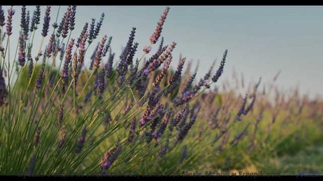Это видео - как глоток счастья, который нужен каждому! - Your Little Boy -- LOPKERJO -- FATE