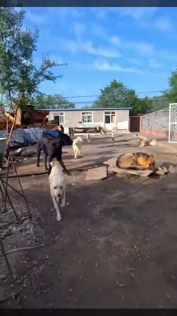 Показал кто тут настоящий босс