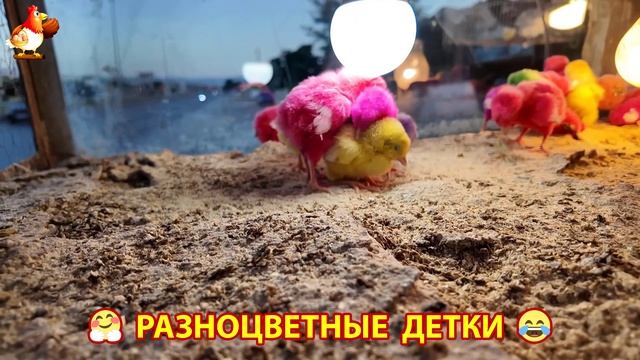 Цыплята и утята милые пушистики растут на радость хозяину (39)