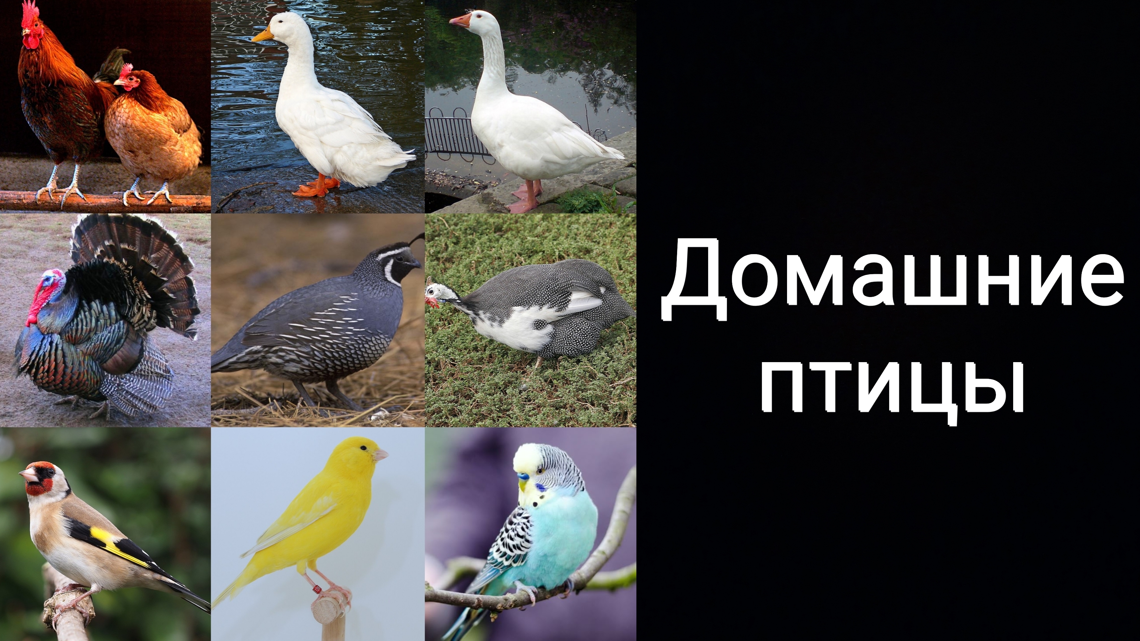 Домашние птицы