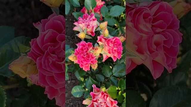 Обзор на 🌹 Брера / Brera 
Barni Италия 🇮🇹2017