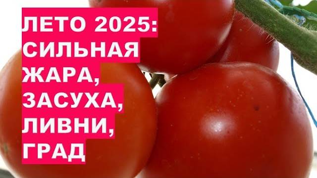 КАКОЙ ПОГОДЫ ЖДАТЬ ОТ ЛЕТА 2025 ОЧЕНЬ ЖАРКИЙ ПРОГНОЗ!