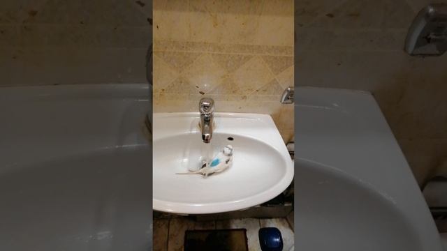 Кеша моется