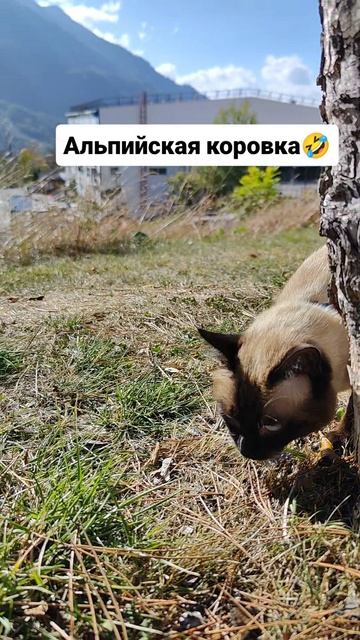 Альпийская коровка 🤣
