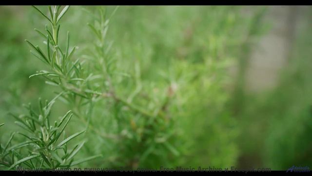 Этот лес СКРЫВАЕТ страшную тайну! - Sand Dunes -- Ketsa -- Metaphysics