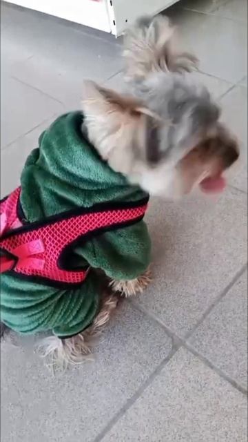 Йорк