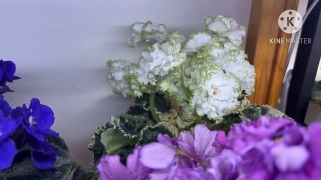 ВЛОГ. Показываю стеллажи, теплицы, покупки, первоцветы.