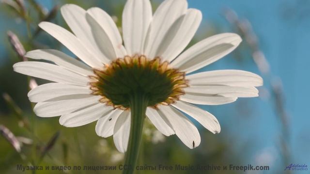 Вы такого не видели - природа под этим хитом - Inspiring and Upbeat -- Scott Holmes Music -- Happy B