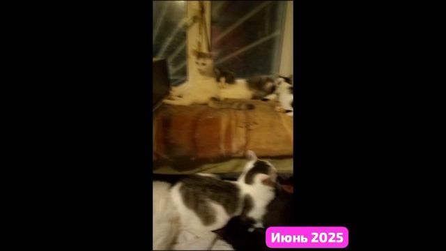 Дневничок о днях суровых,когда было трудно,но мы ВЫЖИЛИ. ВСЕ ДО ОДНОГО,