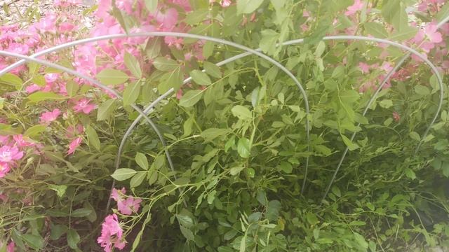Опора для роз на скорую руку