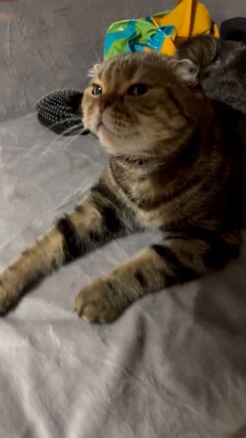 Шотландская вислоухая кошечка 🐱