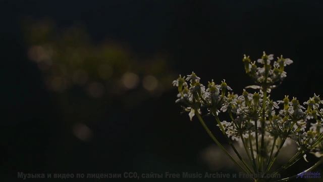 Эта мелодия - как шёпот любимого на рассвете... - One Night In Rio -- Duncan Reid and the Big Heads