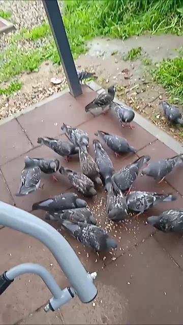 scene_output.mp4