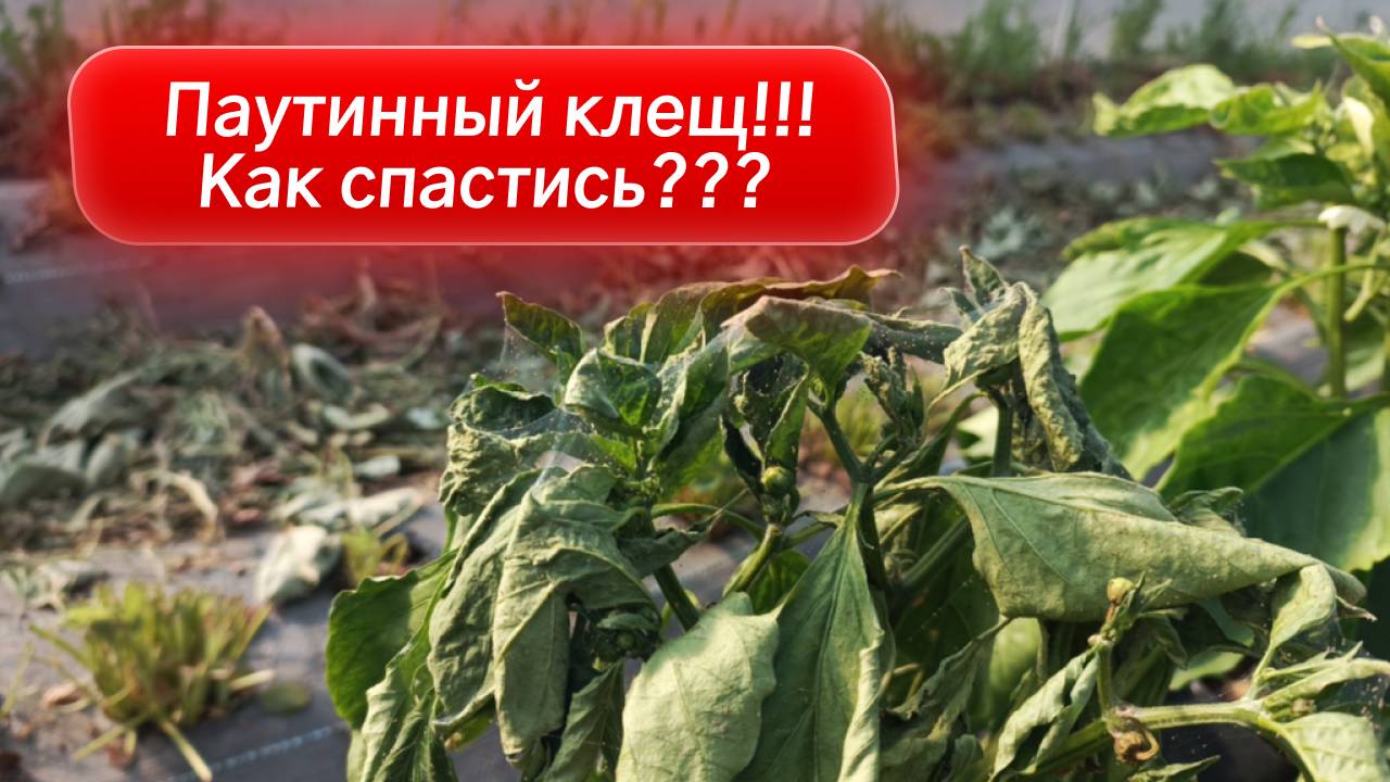 ПАУТИННЫЙ КЛЕЩ НА – УНИЧТОЖЕН! ТВИНГО или Сера 400 + Апекс = 100% результат. Смотрите ДО и ПОСЛЕ!