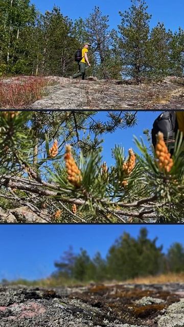 🌲Карелия. Прогулка по ладожским шхерам. #карелия #шхеры