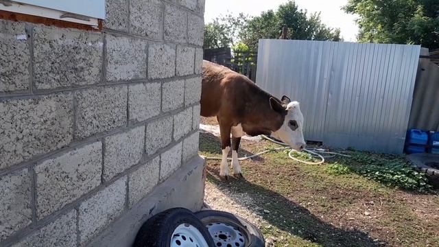 Майку нужно гнать в стадо!