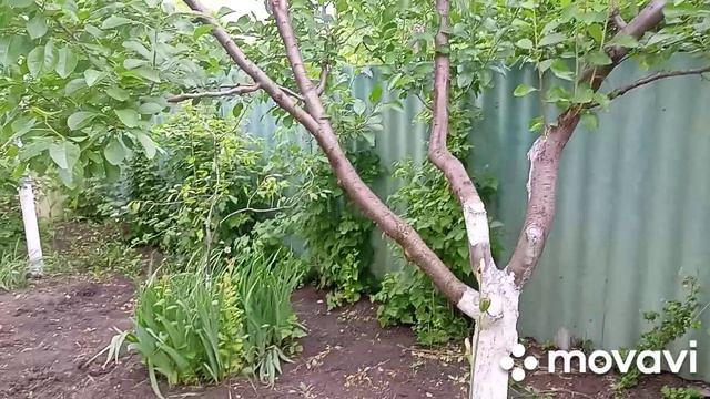 В огороде
