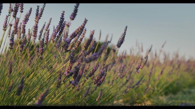 Эта песня звучит так, будто её написал сам ветер в горах! - Can Anybody Hear Me -- A Tape Full of Mi
