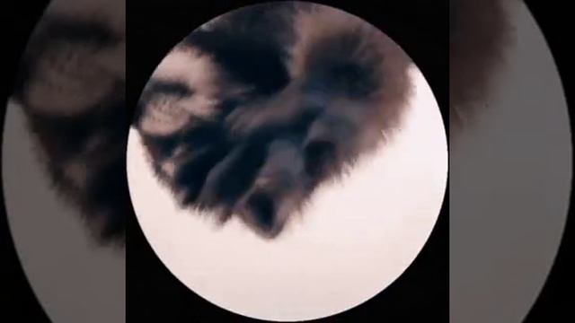 1000053007.mp4