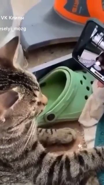 Котики 🤣