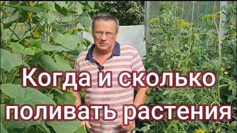 Как поливать растения в жару — главные ошибки и правила полива в знойную погоду