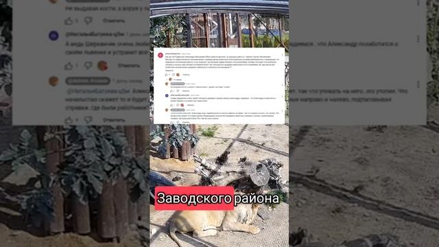 Минский зоопарк о ситуации с Шерханом