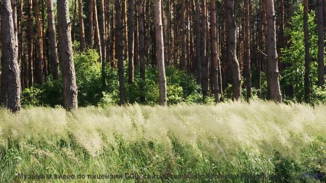 Зачем искать больше Вот оно! - Llamandotenlenguas (IV) -- opo -- Estudios Indigeniformes