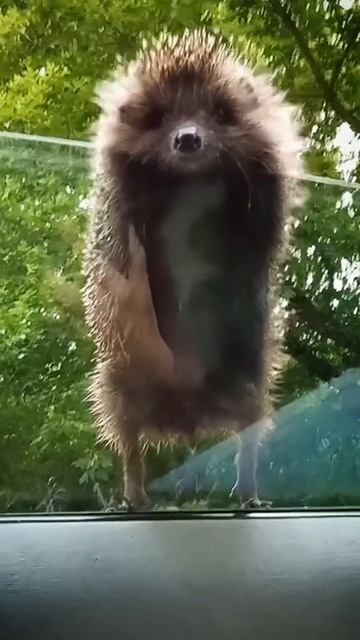 Ёжик