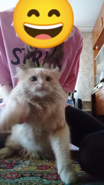 танцы котов🐈