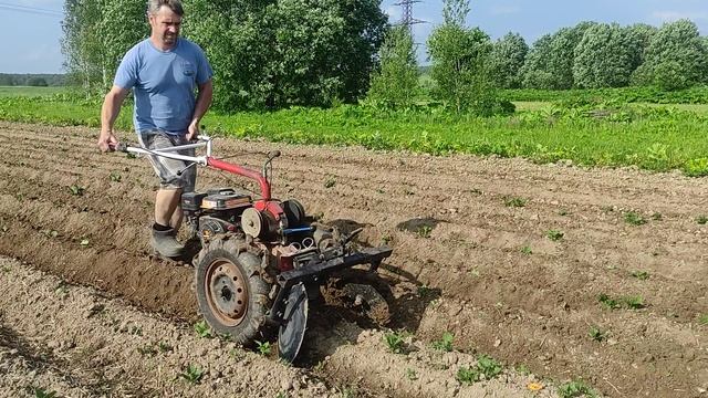 первое окучивание картошки 2025