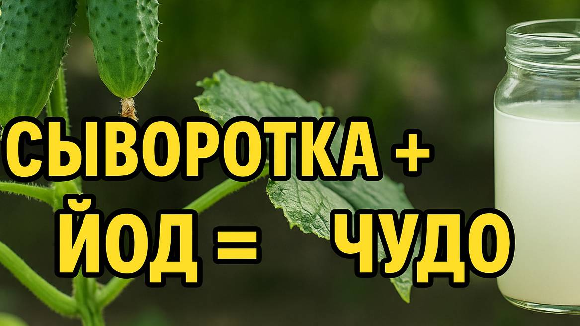 Огурцы растут как бешеные! Сыворотка и йод — простая подкормка без болезней