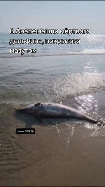 Тамань 365 / В Анапе нашли мёртвого дельфина в мазуте