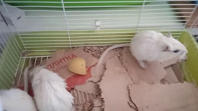 Белые монгольские песчанки